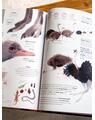 Pachet Superanimale 2 volume ( Istoria lumii în 100 de animale, Cele mai mari) - thumb 5