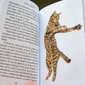 Pachetul iubitorilor de pisici (Despre pisici, De ce n-au pisicile coadă) - gallery small 