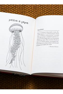 Ce am aflat despre meduze