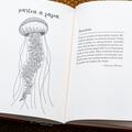 Ce am aflat despre meduze - gallery small 