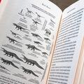 Copertă produs Dragul meu brontozaur - gallery small 